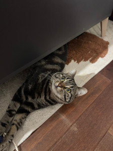 Photo de galerie - Garde chat