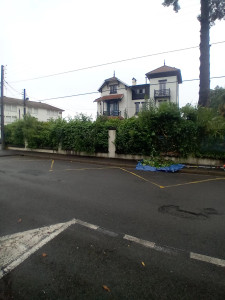Photo de galerie - Taille de haies et d'arbustes