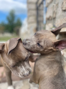 Photo de galerie - Je peux garder votre animal a mon domicile ou non