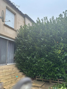 Photo de galerie - Je propose aussi des rabaissements des haies et arbustes