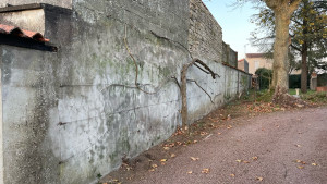 Photo de galerie - Taille radicale d’une glycine envahissante 