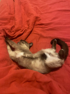 Photo de galerie - Garde chat