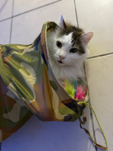 Photo de galerie - Garde chat