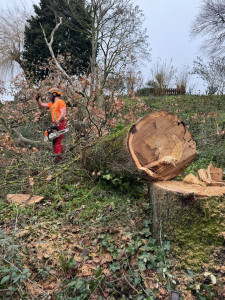 Photo de galerie - Abattage d’un chêne 20m