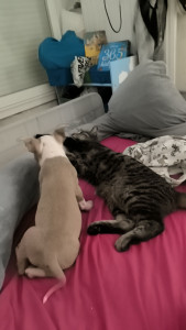 Photo de galerie - Mes petit bébé 