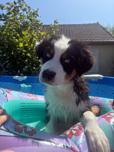 Photo de galerie - Voici mon chien Boston et un berger australien 