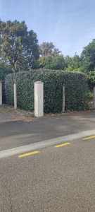 Photo de galerie - Taille d eleagnus