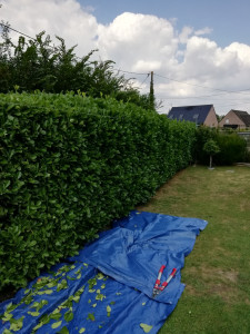 Photo de galerie - Taille d'une haie de lauriers