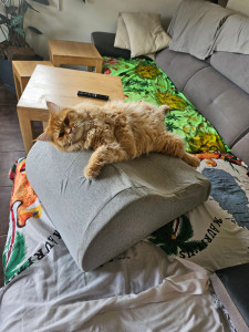 Photo de galerie - J'adore les chats et leur compagnie. J'ai deux mâles stérilisés, très sociables et affectueux. Votre chat sera accueilli avec douceur, attention et dans un environnement calme, où son bien-être sera ma priorité.