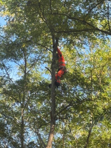 Photo de galerie - Élagueur 