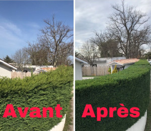 Photo de galerie - Tailles de haie avec évacuations des déchets verts 