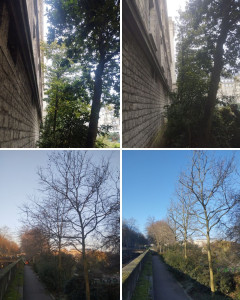 Photo de galerie - Taille raisonné de dégagement de façade 