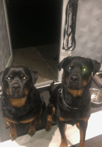 Photo de galerie - Voici 2 chien que j'ai eu avant a droite ya Paco et a gauche ya bella 
