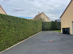 Photo de galerie - Taille de haies 