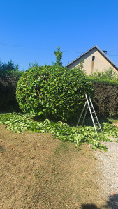 Photo de galerie - Bonjour, 
Je vous propose mes services concernant le taillage de vos haies et arbuste avec évacuation des branchages. 
Je réaliserai un travail soigné et personnalisé si vous le souhaitez. 
Merci de me contacter pour définir vos besoins. 