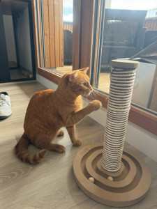 Photo de galerie - Mon chat 