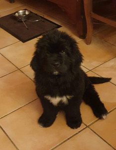 Photo de galerie - Garde animaux
