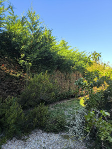 Photo de galerie - Rabattage de haie 