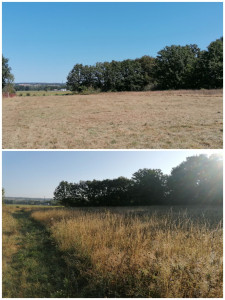 Photo de galerie - Tontes-Debrousaillage