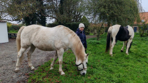 Photo de galerie - Garde de poney