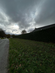 Photo de galerie - Taille de haies et d'arbustes