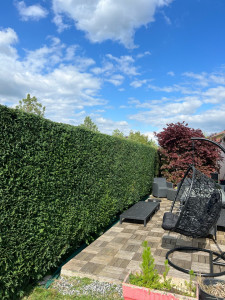 Photo de galerie - Taille de haie 