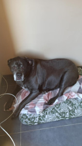 Photo de galerie - Garde chien