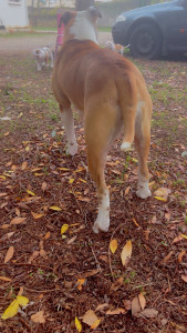 Photo de galerie - Une magnifique femelle pleine d'amour dymanique qui aime jouer 