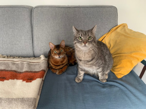 Photo de galerie - Mes chats 