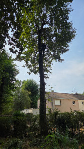 Photo de galerie - Elagage et coupe d'arbres