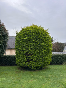Photo de galerie - Taille de haies et d'arbustes