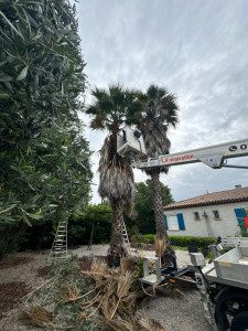 Photo de galerie - élagage de palmier 