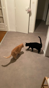 Photo de galerie - Garde chat