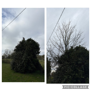 Photo de galerie - Élagage avant après 