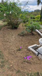 Photo de galerie - Jardinier