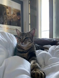 Photo de galerie - Frodon, mon chat !