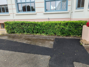 Photo de galerie - Taille de haies et d'arbustes