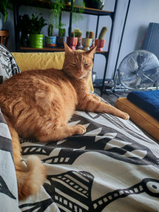 Photo de galerie - Amoureuse des animaux, je propose mes services pour la garde, les promenades et l’attention quotidienne de vos compagnons. Sérieuse, douce et responsable, je veille à leur bien-être comme s’ils étaient les miens.