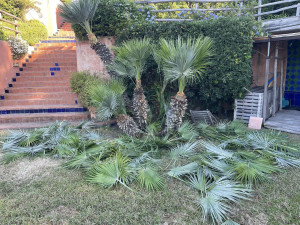 Photo de galerie - Elagage et coupe d'arbres