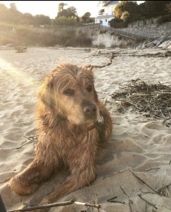 Photo de galerie - Garde chien