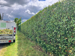 Photo de galerie - Taille photinia 