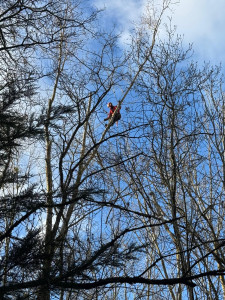Photo de galerie - Démontage d’un peuplier 