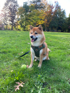 Photo de galerie - Jeune Shiba qui a passé un week-end avec moi