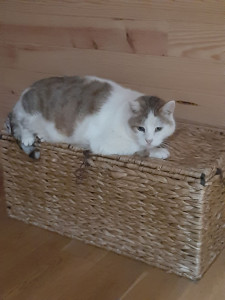 Photo de galerie - 
Un peu craintive elle aime la compagnie 