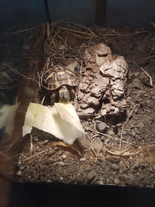 Photo de galerie - Bébé tortue s'est très bien fait à ma présence.
