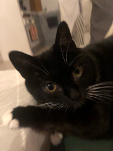 Photo de galerie - Garde chat