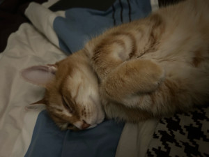 Photo de galerie - Gazoline (longue histoire), l’un de mes 3 chats :)