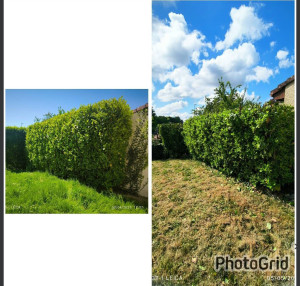 Photo de galerie - Rabattage d'une haie sur la hauteur laurrier