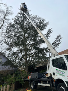 Photo de galerie - Elagage et coupe d'arbres