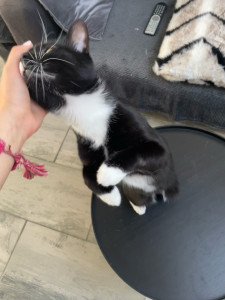 Photo de galerie - Nourrir, Changer litières